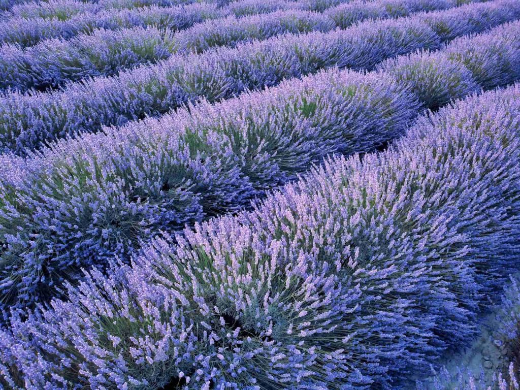 Les consultations du dermatologue ont débuté à Sault