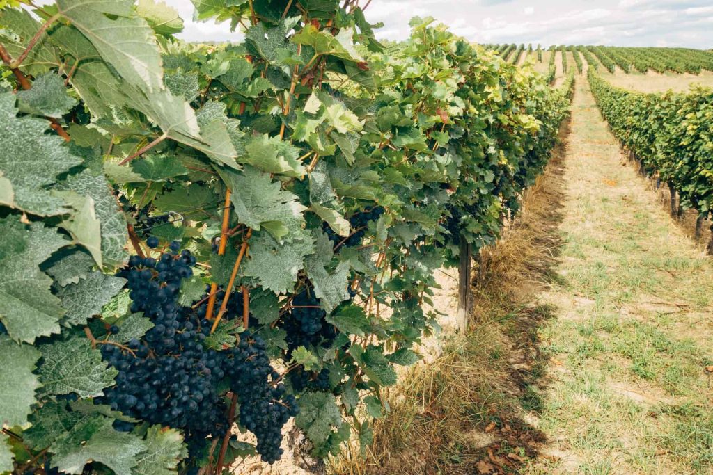 Vignobles et poumons : et si on prenait soin de votre souffle ?